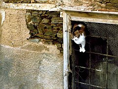 Gatti (212)
